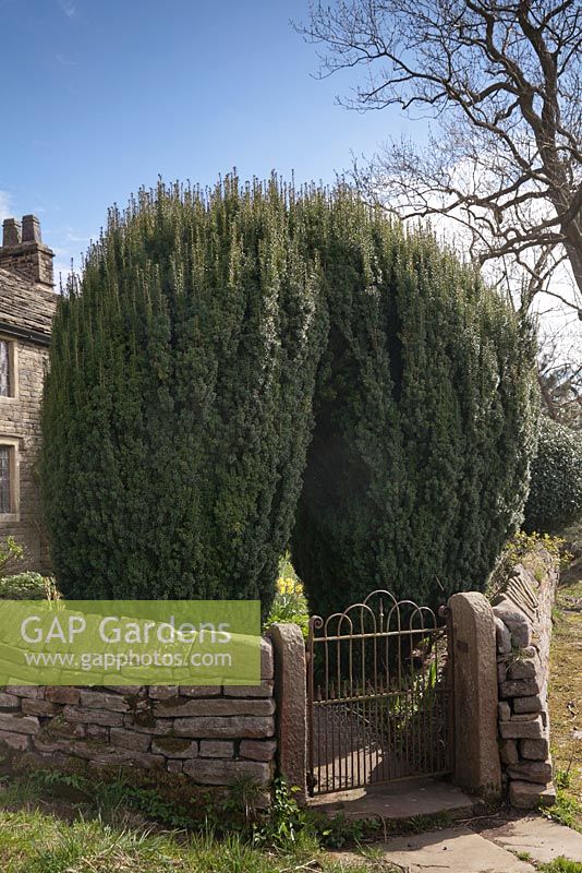 Taxus baccata joining together to make archway over path - Yew - April