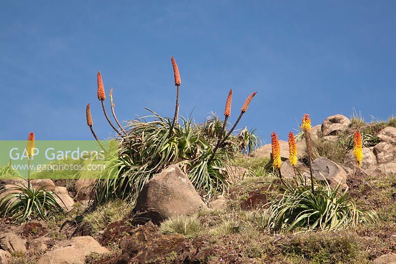 Kniphofia foliosa growing wild - Red Hot poker- Simien Mountains National Park, Ethiopia