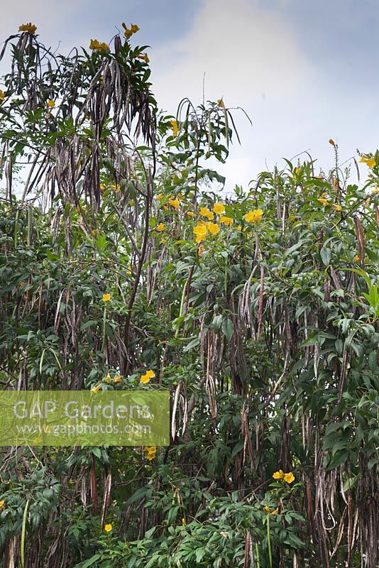 Tecoma stans with flowers and seed pods - Yellow Bells - Ethiopia