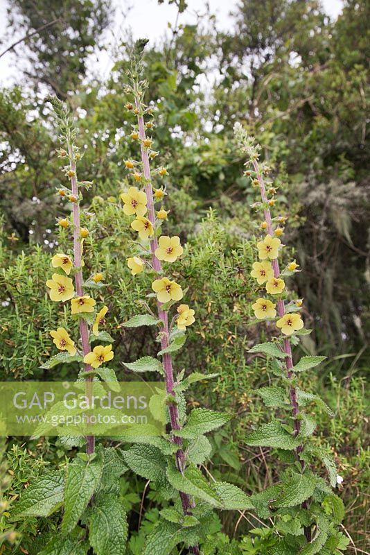Verbascum blattaria - Moth Mullein - Simien Mountains National Park, Ethiopia