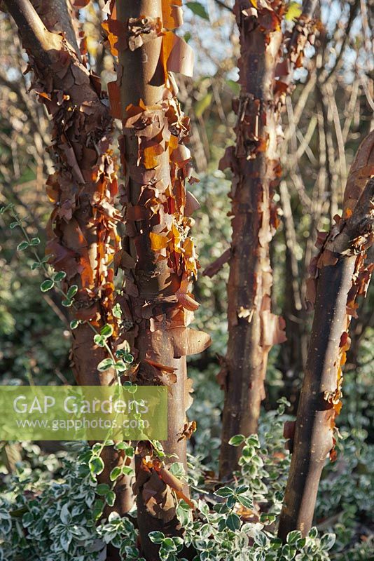 Acer griseum under planted with Euonymus 'Emerald Gaiety' - Paperbark Maple 