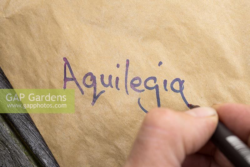 Writing a label for 'Aquilegia' on a paper bag