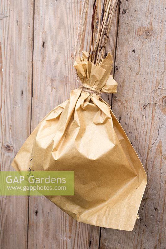 A paper bag containing spent Aquilegia plants with seed heads