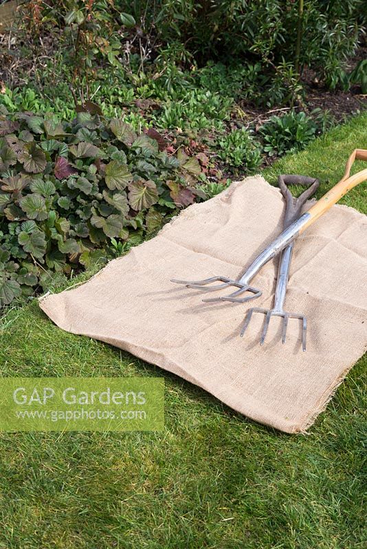 Two garden forks and hessian fabric beside Geum 'Totally Tangerine'