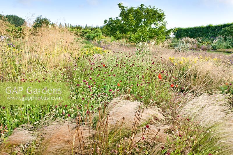 Perennial meadow in July. Stipa gigantea, Stipa tenuissima, Knautia macedoniaca, poppies, Deschampsia cespitosa, Hemerocallis.