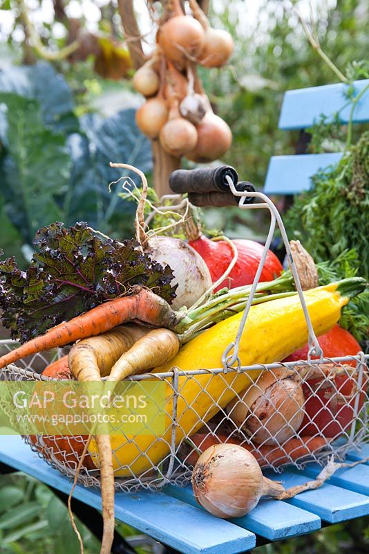 Harvest display in vegetable garden. Squashes, Courgettes, Carrots, Turnips, Parsley, Kale.
