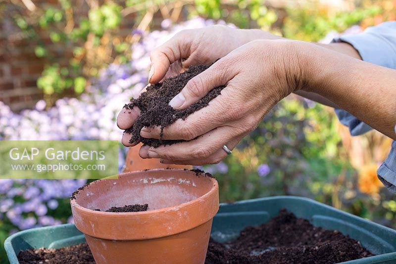Filling a terracotta pot with compost