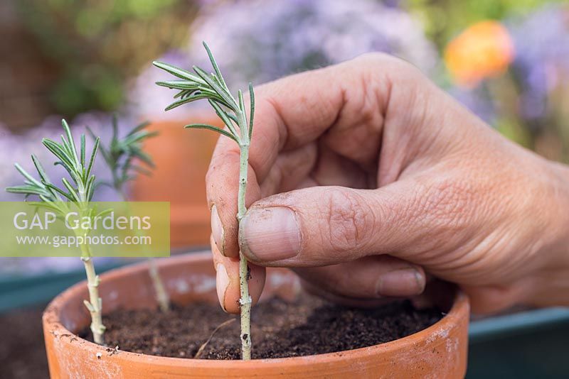 Plant the Creeping Rosemary cuttings in a terracotta pot, ensuring they are equally spaced apart
