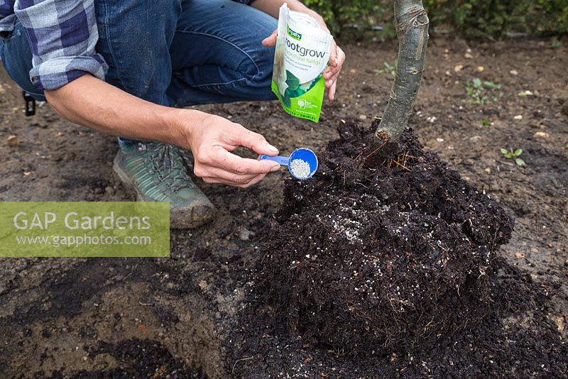 Adding Mycorrhizal fungi to the roots of the apple tree