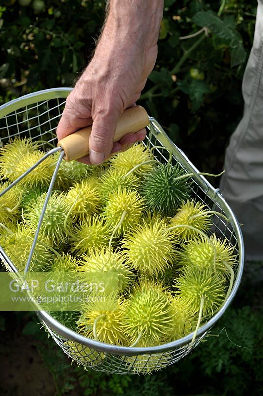 Cucumis anguria - Man holding a wire trug with freshly harvested West Indian Gherkins