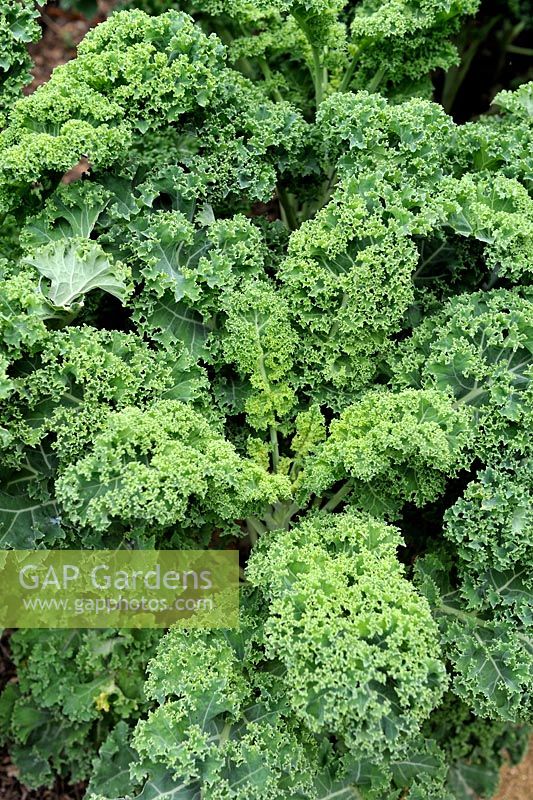 Brassica oleracea - Green Curly Kale 'Westlindse Winter'