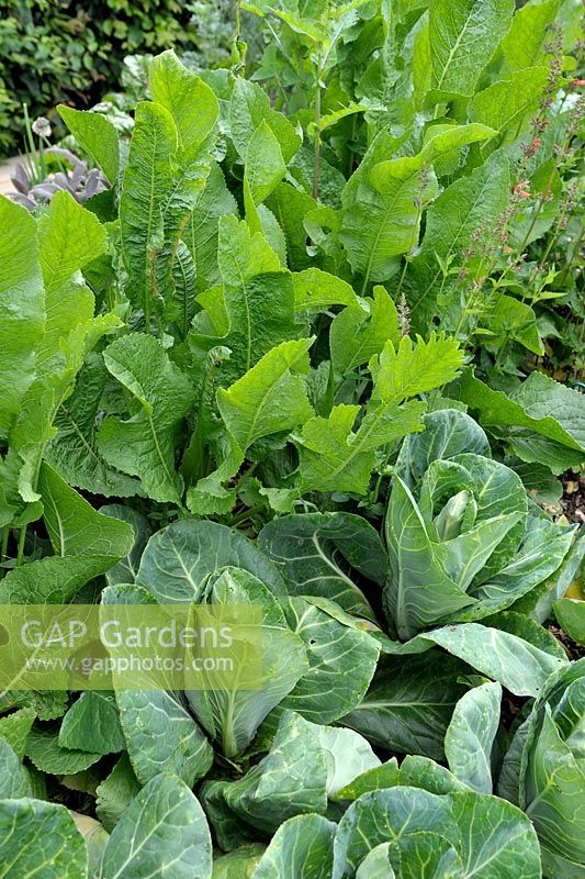 Brassica oleracea var. capitata - Cabbage and Armoracia rusticana - Horseradish