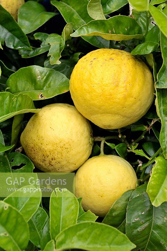 Citrus x paradisi - Grapefruits on tree