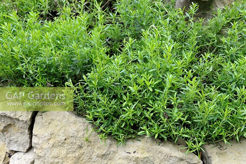 Satureja montana - Winter Savory in herb spiral
