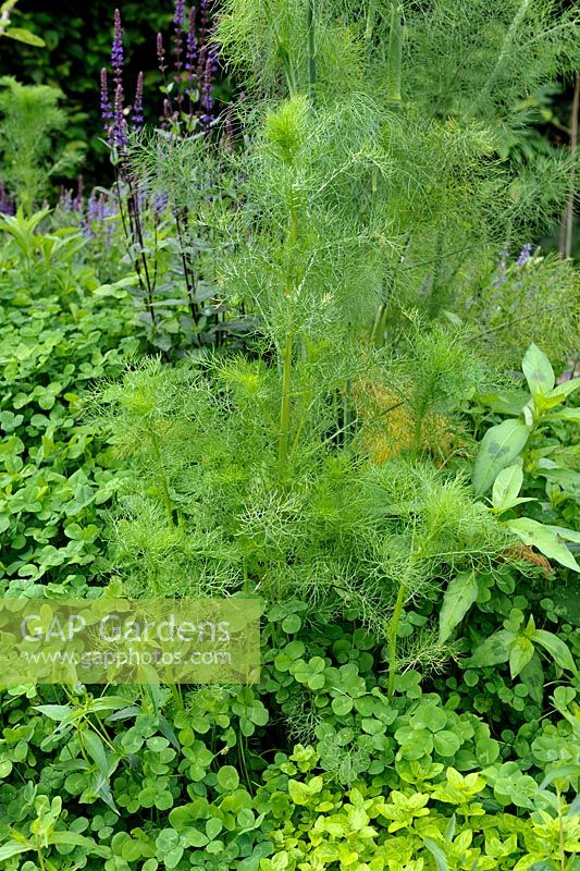 Foeniculum vulgare - Fennel in border with Trifolium repens - Clover as groundcover