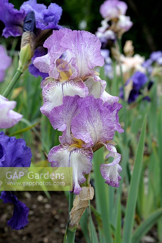Iris germanica 'Autumn Tryst' 