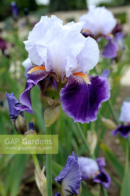 Iris germanica 'Tempete sur Versailles' 