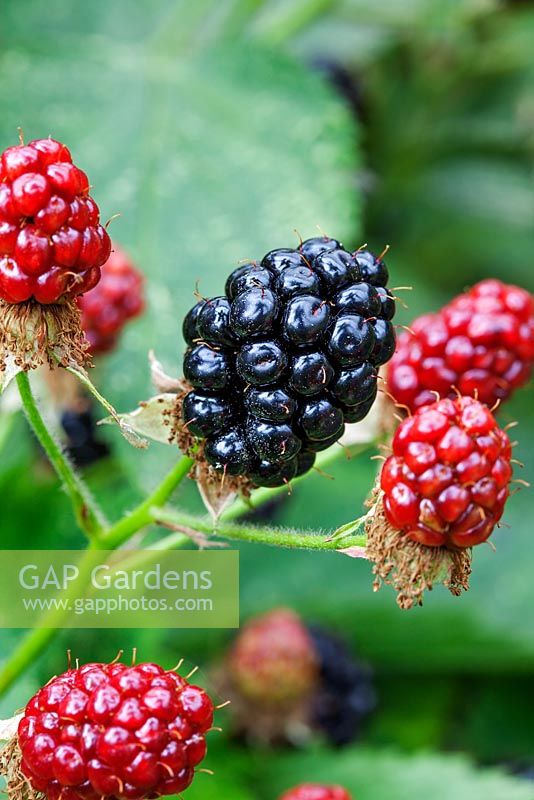 Rubus fruticosus - Blackberry 'Navaho Big and Early'