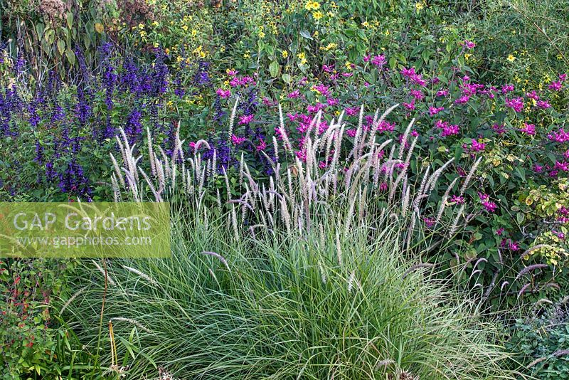 Autumn border with Pennisetum 'Fairy Tails', Salvia, Helianthus 'Lemon Queen', Chelone - RHS Wisley, UK