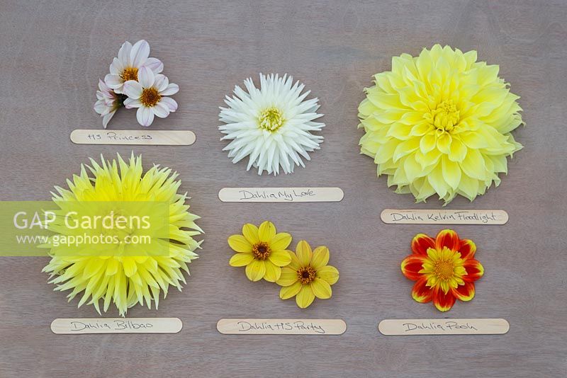 Mixture of yellow toned Dahlias on wooden surface with lolly stick labels. From top left to right - Dahlia 'HS Princess', Dahlia 'My Love', Dahlia 'Kelvin Floodlight', Dahlia 'Bilbao', Dahlia 'HS Party' and Dahlia 'Pooh'