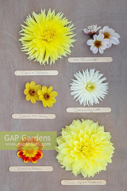 Mixture of yellow toned Dahlias on wooden surface with lolly stick labels. From top left to right - Dahlia 'Bilbao', Dahlia 'HS Princess', Dahlia 'HS Party', Dahlia 'My Love', Dahlia 'Pooh' and Dahlia 'Kelvin Floodlight'