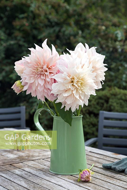 Dahlia 'Cafe au Lait' in green jug on a wooden patio table