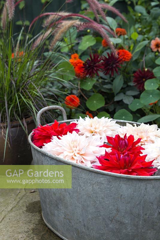 Cut flower heads of Dahlia 'Cafe au Lait' and Dahlia 'Babylon Red' floating in basin of water
