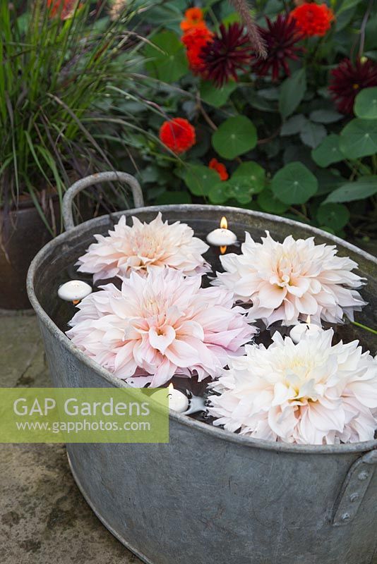 Cut flower heads of Dahlia 'Cafe au Lait' floating in basin of water