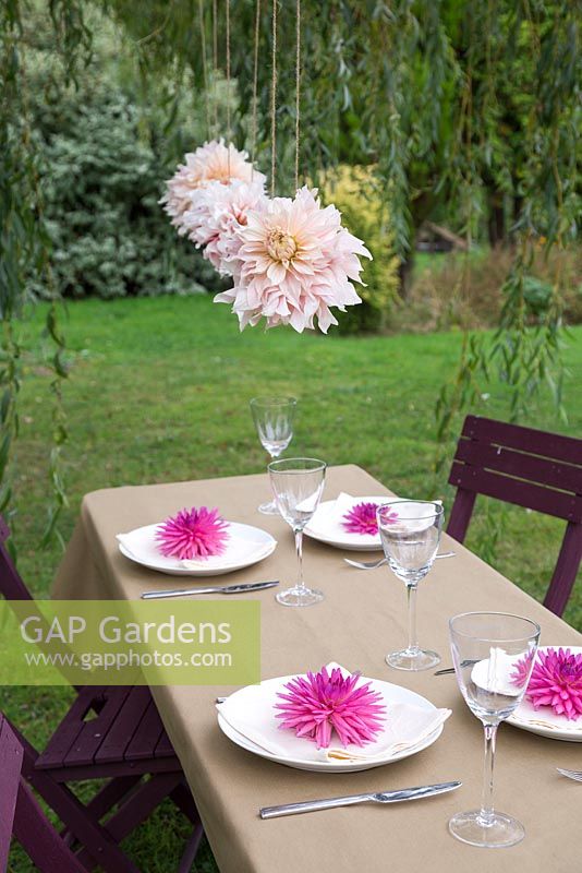 Cut flower heads of Dahlia 'Cafe au Lait' hanging in garden dining setting, with Dahlia 'Orfeo' on dinner plates
