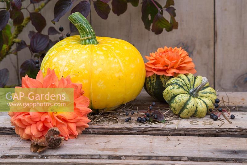 Autumnal display of Dahlia 'Mrs Eileen' with pumpkins