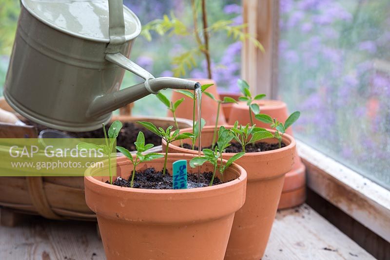 Give the Salvia x jamensis 'Nachtvlinder' cuttings a good water