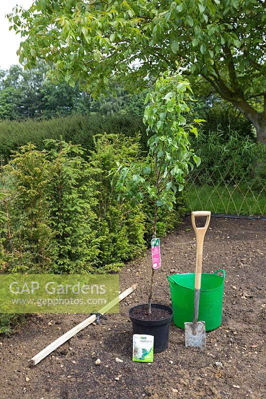 Tools required for planting Pyrus communis 'Conference'