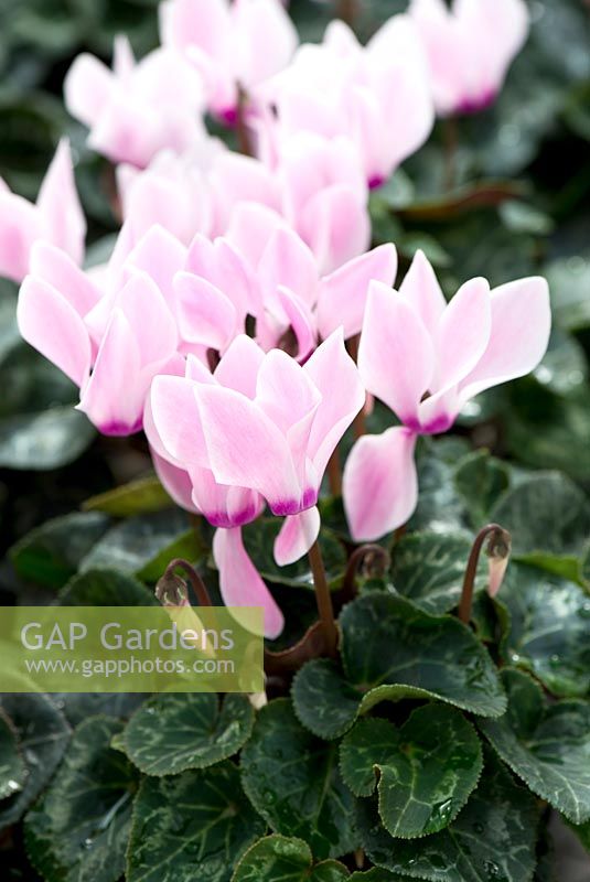 Cyclamen persicum 'Laser Synchro Pink Flame'