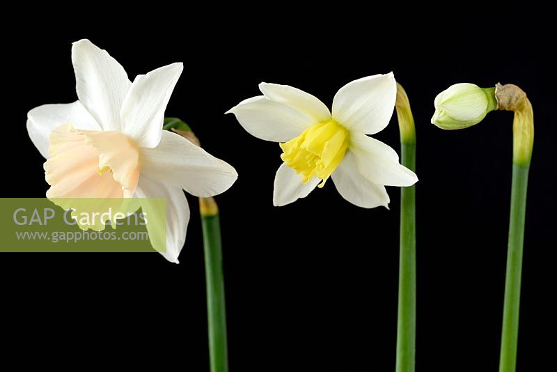 Narcissus 'Katie Heath' - Daffodil  Div. 5 Triandrus. Flowers and bud at different stages of growth showing colour change of trumpet as flower ages