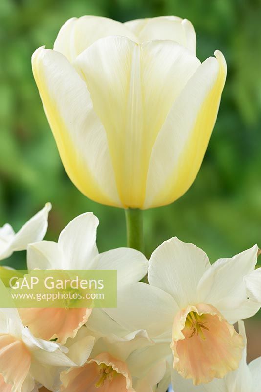 Tulipa 'Angels Wish' AGM - Single Late Group with Narcissus 'Katie Heath' - Div. 5 Triandrus  