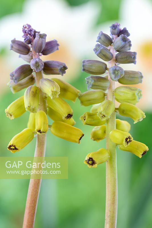 Muscari macrocarpum 'Golden Fragrance' - Grape hyacinths 