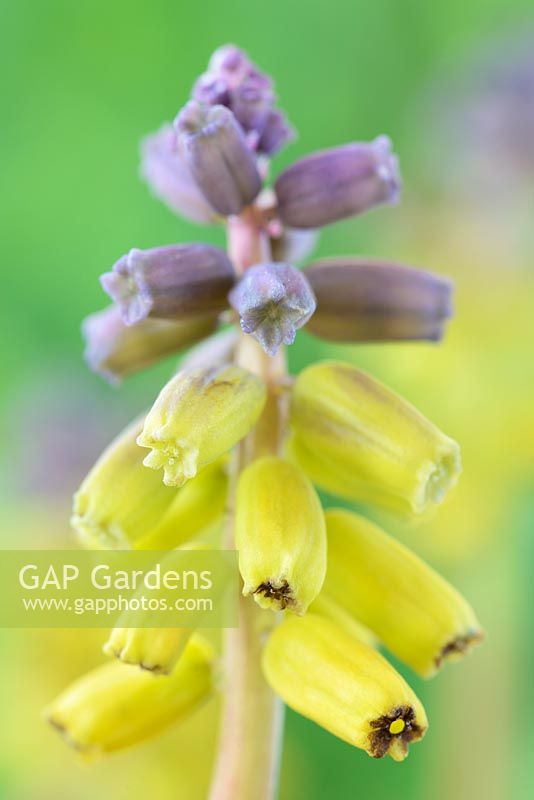 Muscari macrocarpum 'Golden Fragrance' - Grape hyacinths 