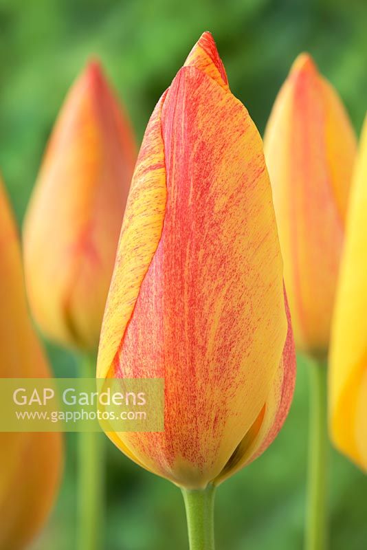 Tulipa 'Rhapsody of Smiles' - Single Late Group.  Each flower is a variable blend of yellows and reds with flames, flushes and stripes
