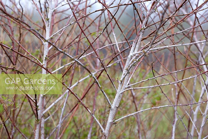 Rubus thibetanus in March.