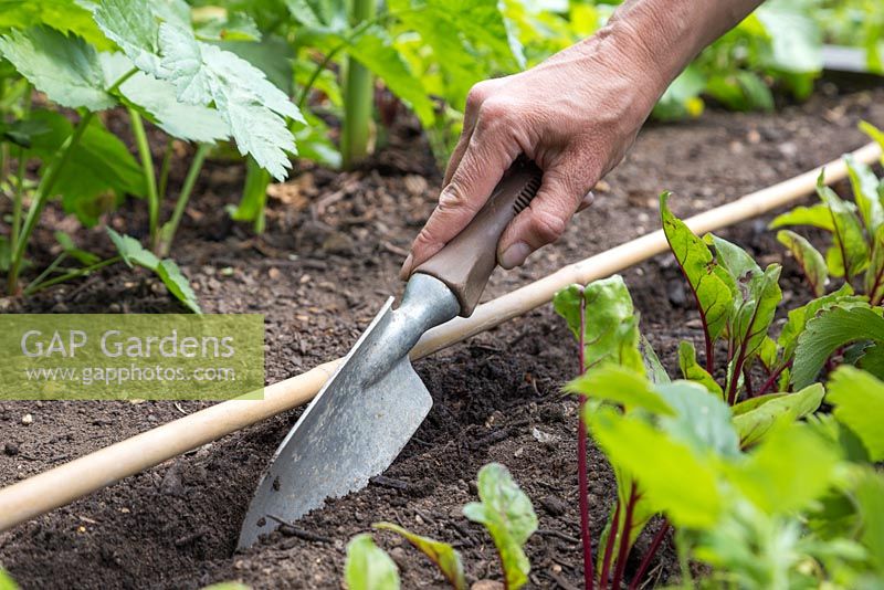 Creating a shallow trench using a trowel and a garden cane as a guide