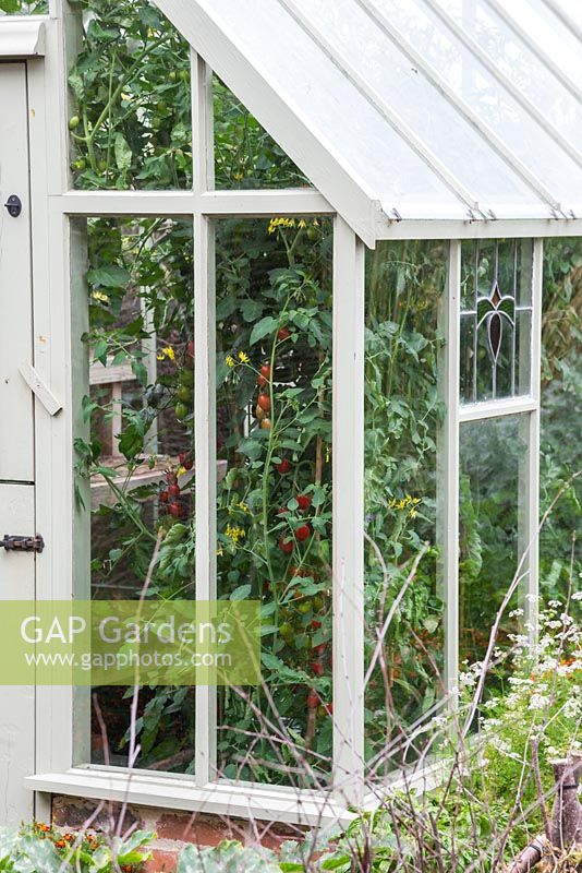 Greenhouse with stained glass windows in a small rural garden, with large Tomato plants