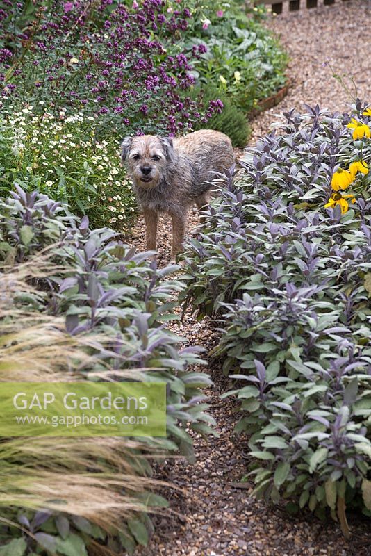 A dog standing in middle of gravel path with borders of Salvia officinalis 'Purpurascens' towards Erigeron karvinskianus