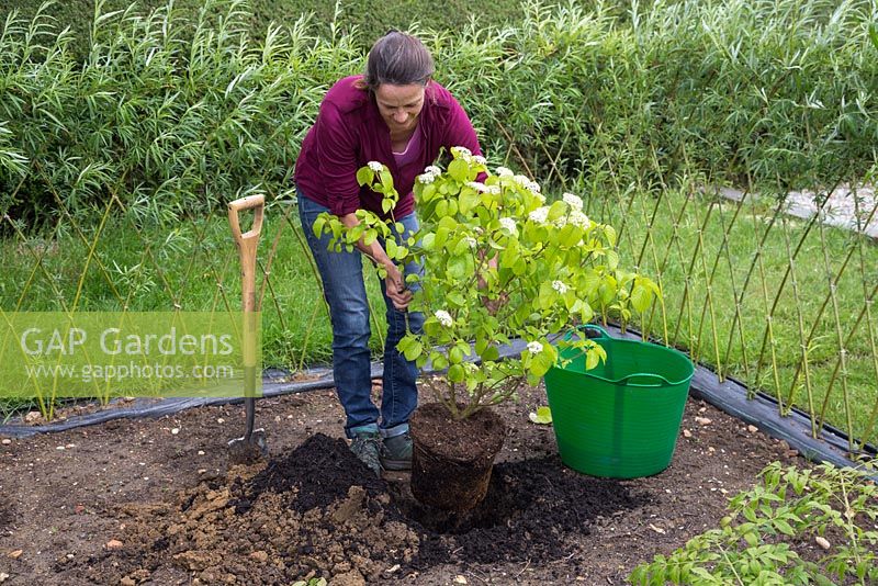 Planting Viburnum dilatatum 'Erie' in the ground