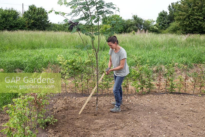 Adding a wooden stake to support the tree as it grows. Sorbus aucuparia 'Apricot Queen'