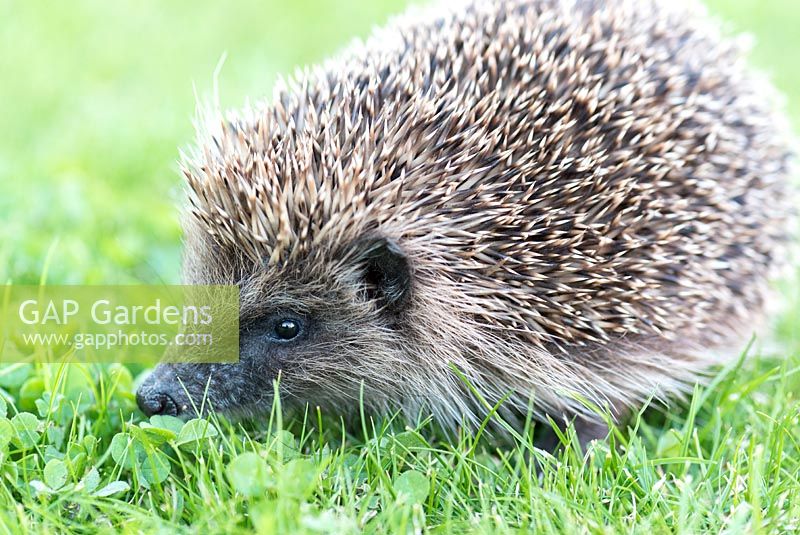 Erinaceus europaeus - Young hedgehog in a garden, summer