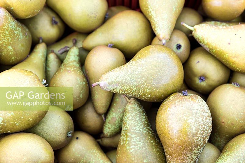 Pyrus communis 'conference' - Pear  