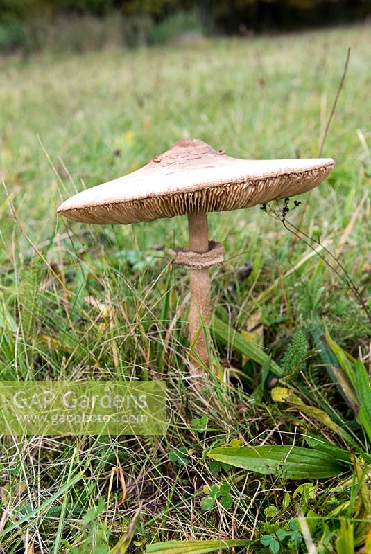 Lepiota procera - Parasol Mushroom in a meadow