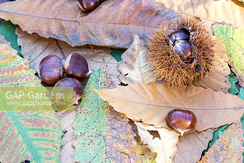 Castanea sativa - Chestnuts on leaves