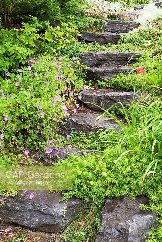 Natural stone step path bordered by Asperula - Woodruff, Geranium 'Johnson's Blue' - Cranesbill, Hemerocallis - Daylilies in sloped backyard garden in summer