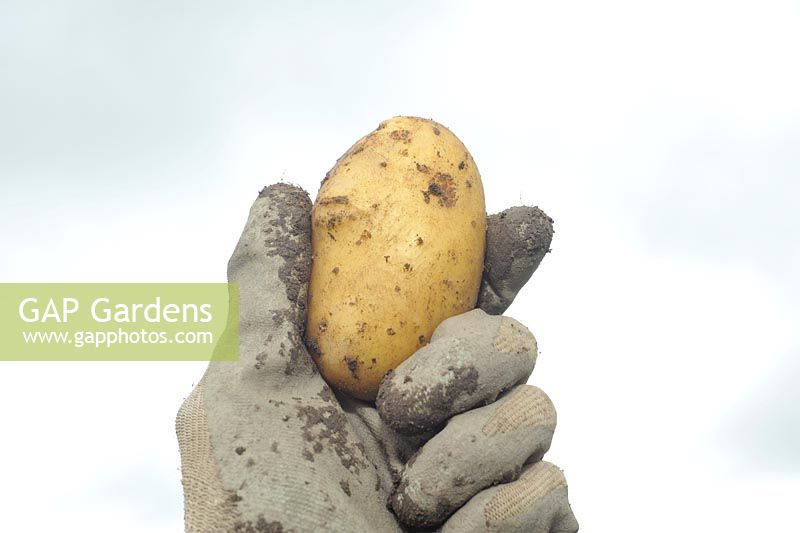 Solanum tuberosum 'Gourmandine' - single harvested potato held in muddy glove 